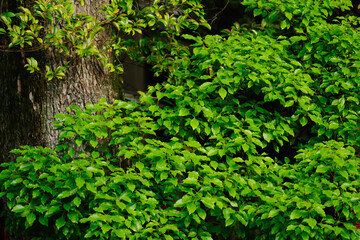 Fototapeta premium グリーン