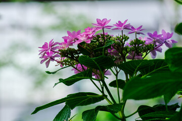 ヤマアジサイが咲く