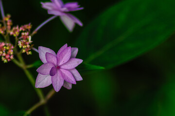 ヤマアジサイが咲く