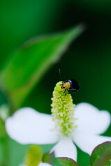 ドクダミの花にくろい虫がとまる