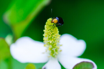 ドクダミの花にくろい虫がとまる