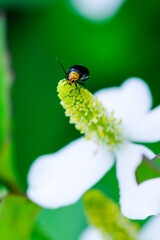ドクダミの花にくろい虫がとまる