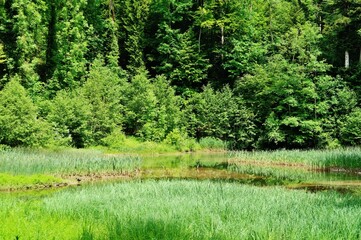 Vermoorender See in der Wissbachschlucht, Ostschweiz