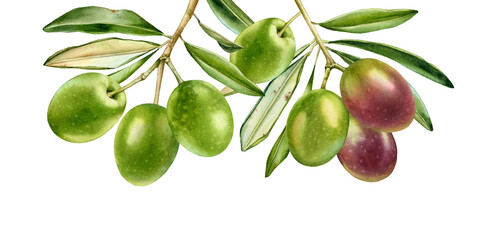 Watercolor green olives. Hanging branches from the top. Ripe colourful purple fruits with leaves. Realistic botanical painting with fresh olives. Hand drawn isolated border - 507246398