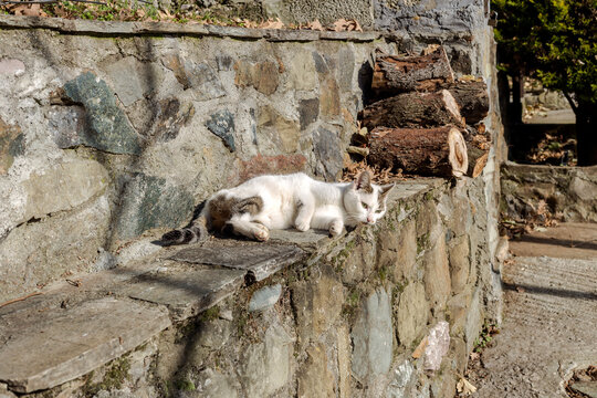 White cat lies on a stone fence on a sunny winter day