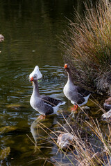 The two, large, grey gooses standing by the pond in the park close-up