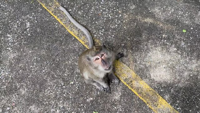 Monkey jump and grab roasted peanut from person&rsquo;s hand top view outdoor nature. Person feeding hungry monkey hand touching food. Long tail monkey look up jump and reach