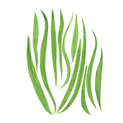 Seaweed, algae, kelp, grass, leaves, spirulina, plant isolated on white background. Watercolor hand drawn Illustration