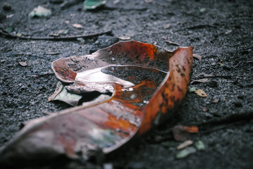 Dry leaves wet in the rain