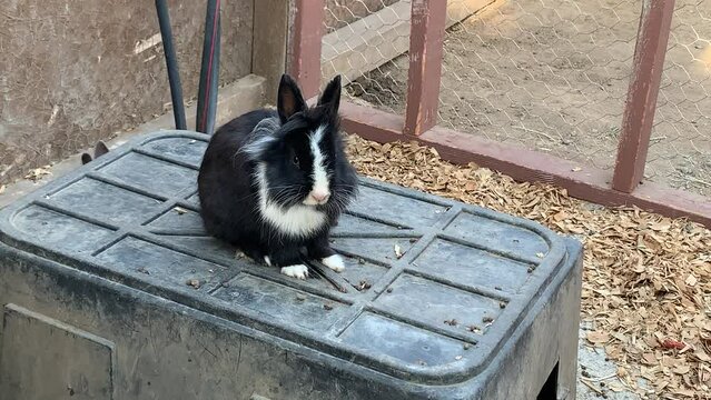 Black and white Dutch rabbit.