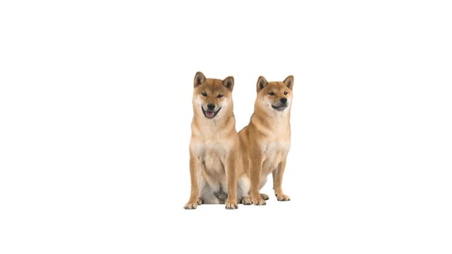 shiba inu on white background