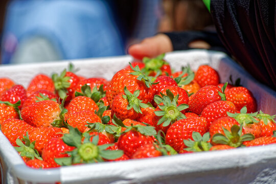 fresh strawberries in a basket 
