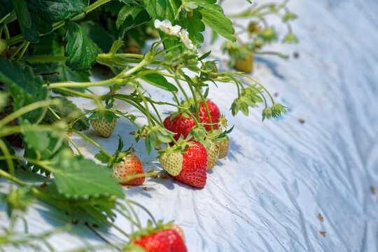 fresh strawberries in greenhouse close-up