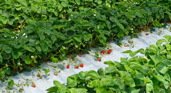 fresh strawberries in greenhouse