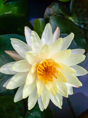 Blooming light yellow lotus, dark yellow pollen