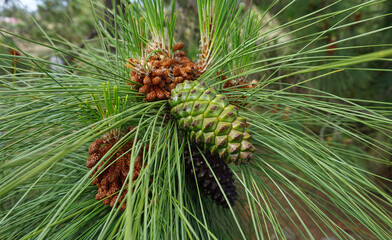 Canary Island Pine or Green Cone Pinus canariensis isolated close up on a pine branch