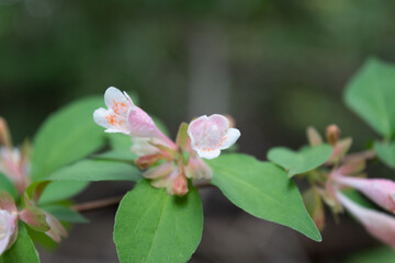 Obraz premium ツクバネウツギの花 アップ 4
