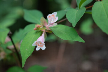 ツクバネウツギの花 アップ 2