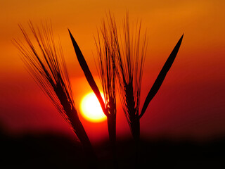 Winter barley at sunset in the evening sky as a symbolic image.