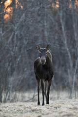 Moose at sunrise with forest background