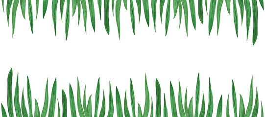 Fototapeta premium Frame Seaweed, algae, grass, leaves, spirulina, plant isolated on white background. Watercolor hand drawn banner
