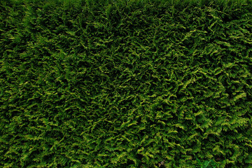 Beautiful green leaves of Thuja trees, nature background wallpaper, wall shrubs, screensaver....