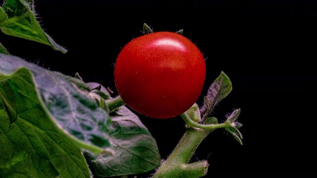 Green tomato ripening to a red tomato time lapse