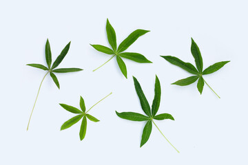 Fresh Cassava leaves on green background.