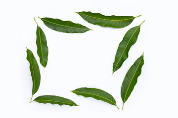 Frame made of mango leaves on white background.