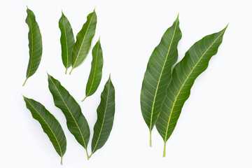 Mango leaves on white background.