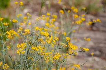 Group of small yellow flowers hosting a black and white beetle