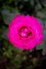 Top view of a fully opened pink rose