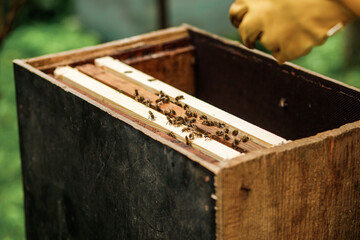 The beekeeper inspects the hives and also sets new frames for the bees.