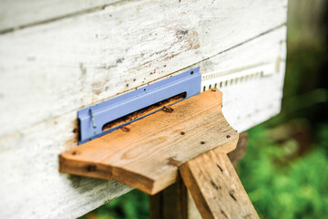 Beehive for bees. Apiculture