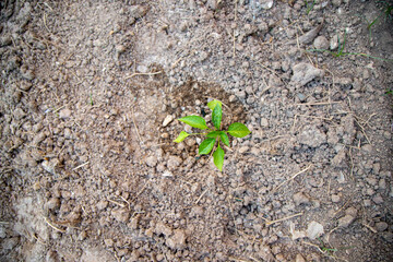 Small bell pepper plant recently planted in the vegetable garden at home.