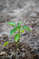 Small bell pepper plant recently planted in the vegetable garden at home.