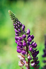 Delfinium flower against blurred background og green field, close up
