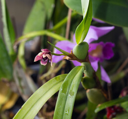 Mini orchid pink, purple yellow. Dwarf small size. Orchids flower bud. Rare variety spotted multi-colored.