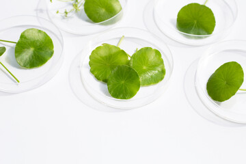 Fresh green centella asiatica leaves in petri dishes on white background.