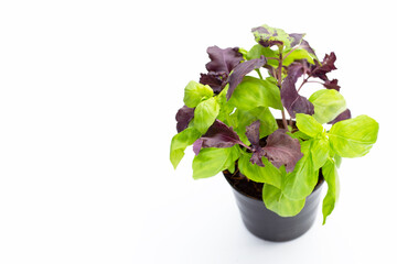 Basil in a pot on white background.