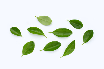 Citrus leaves on a white background. Top view