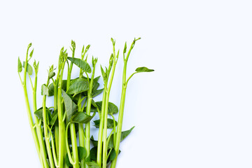 Morning glory on white background.