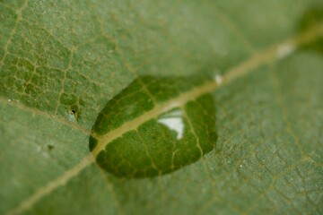 葉の上の水泡、雨上がりの葉、雨粒、水滴、マクロ