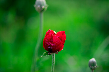 Red poppy bud on a green background.