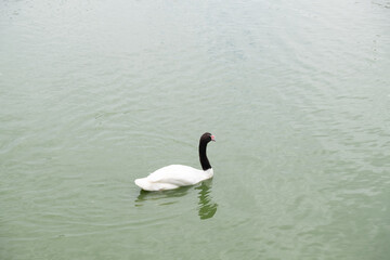 White swan red mount on the lake