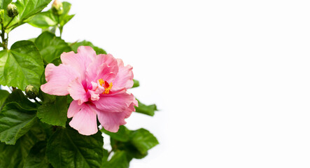 Hibiscus flower with leaves on white background.
