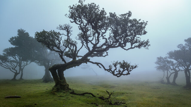 mystisches Licht im Zauberwald