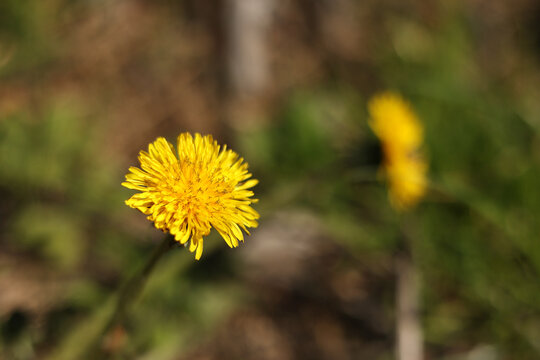 Yellow sow-thistle flower in a green grass meadow, yellow dandelion on green background. High quality photo