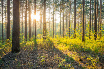 Obraz premium sunset in the forest