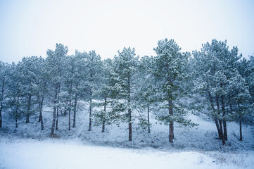 Winter in the pine forest